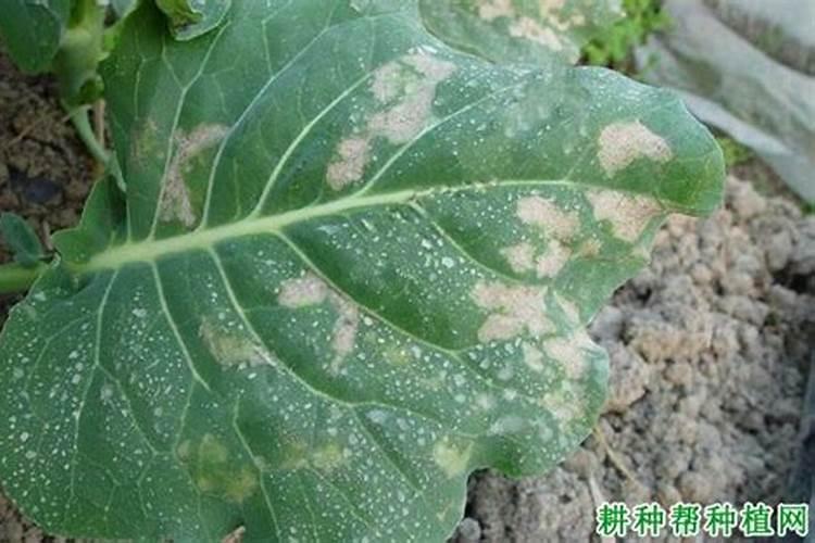 绿色守护：高效策略对抗芥蓝病虫害