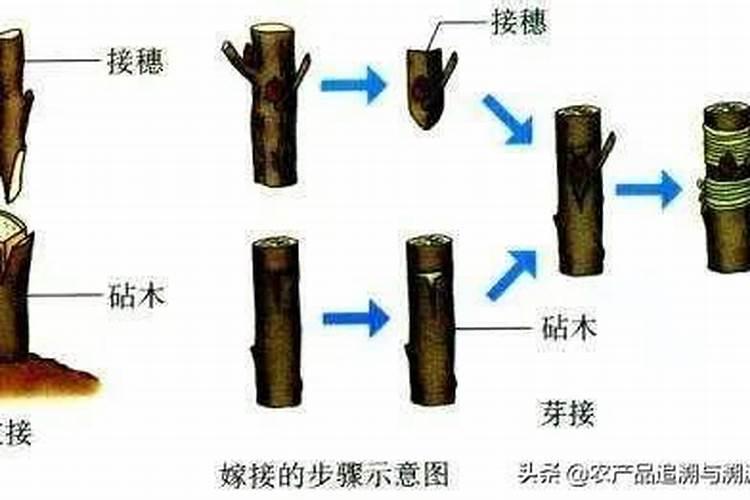 果树的嫁接时间和方法？