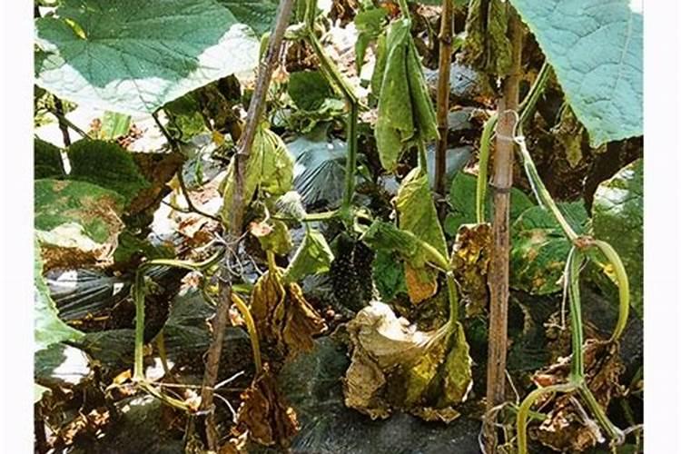 无土栽培黄瓜枯萎病防治：科学策略与实践指南