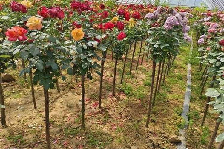 月季养护秘籍：施肥与打药的科学搭配