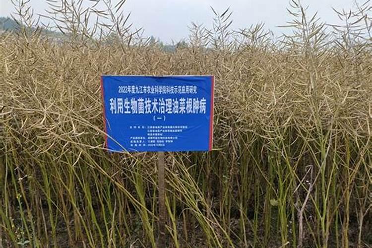 油菜根肿病的发生及防治
