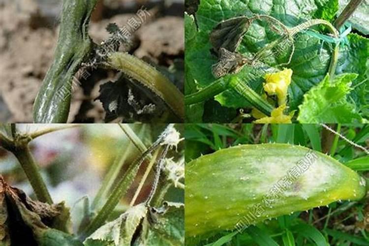 黄瓜疫病的发病症状？