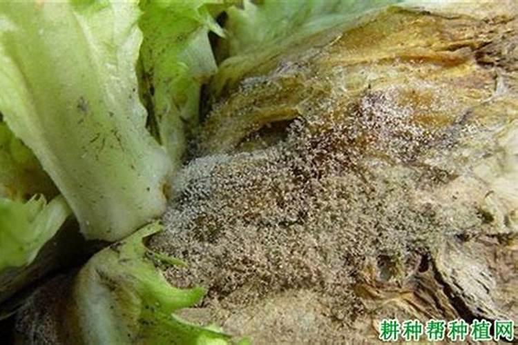 治灰霉病有什么好药