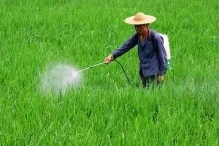 守护金色海洋：麦田使用除草剂的明智之举