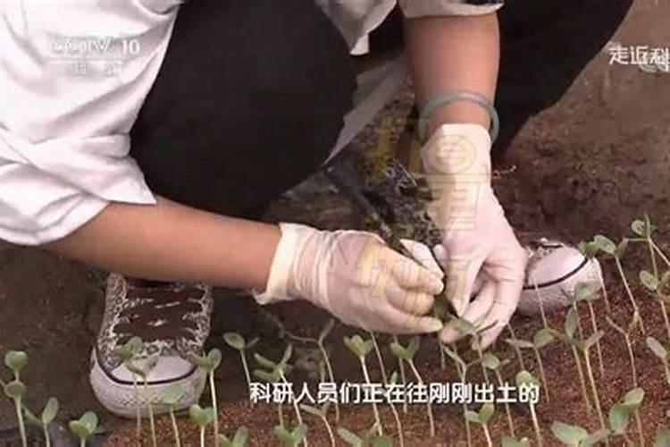 西瓜无头苗发生原因