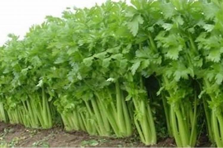 芹菜空心如何应对？