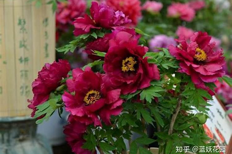 牡丹花病害知多少？