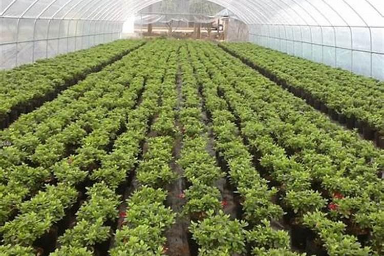 提高棚菜经济效益的妙招多：实用策略与技巧？