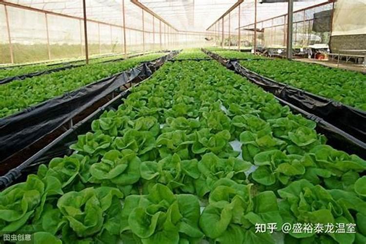 怎样进一步提高温室大棚蔬菜生产的经济收益？