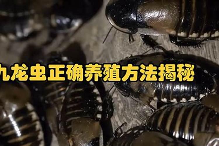 九龙虫的养殖方法关于九龙虫的养殖方法