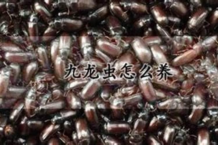 九龙虫的养殖方法