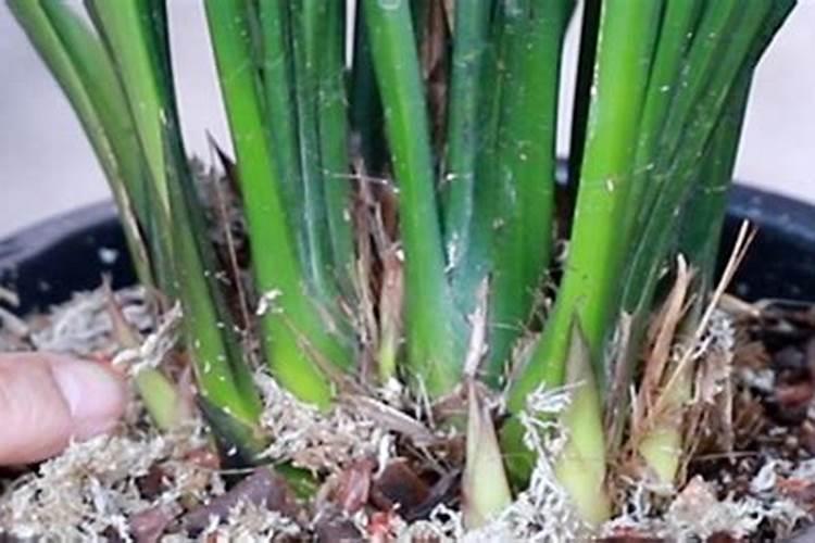 兰花生根后几天能用肥水？