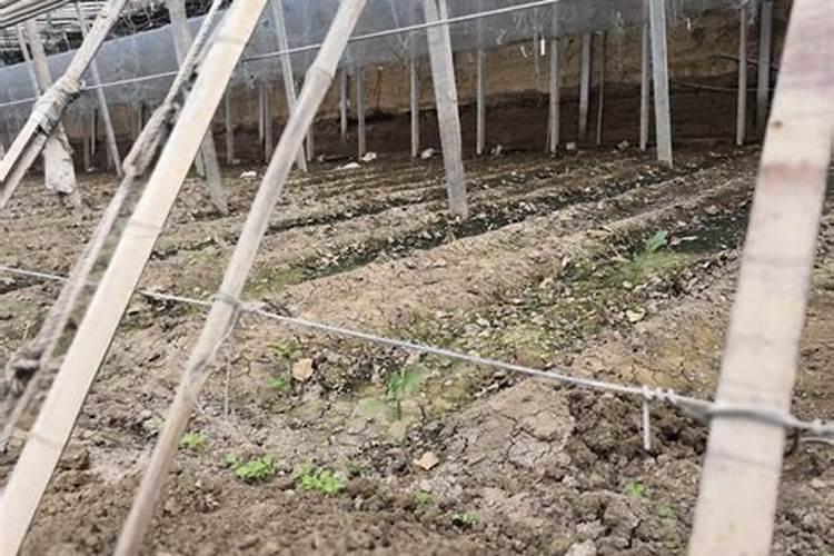 冷风中的暖意：棚室蔬菜施肥新策略