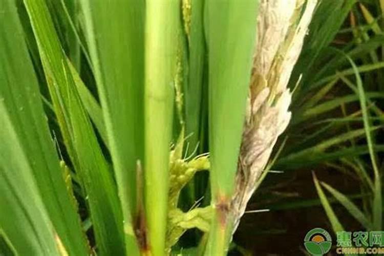 水稻恶苗病的症状及防治方法？