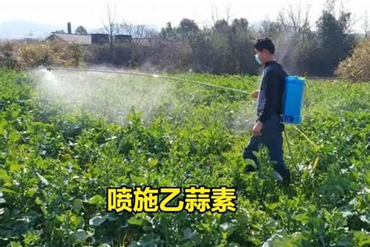 大蒜：自然界中的农药新选择