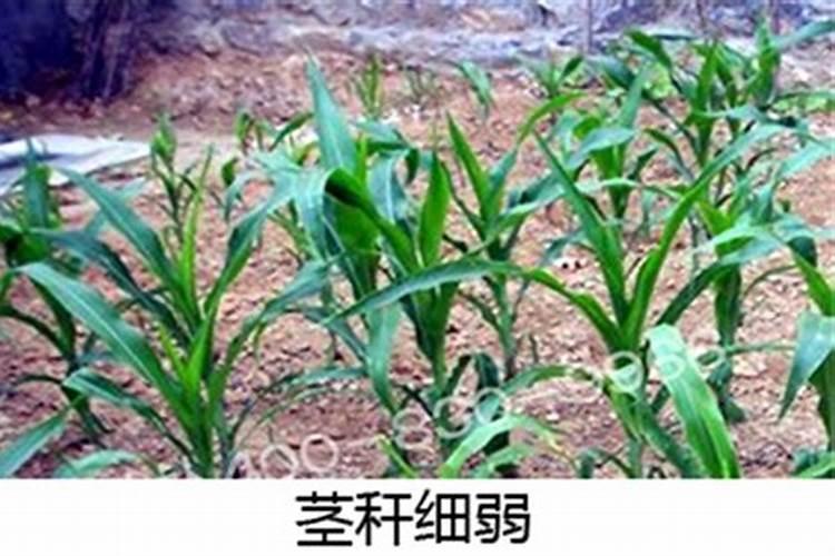 梅花用什么叶面肥好看又好养活？