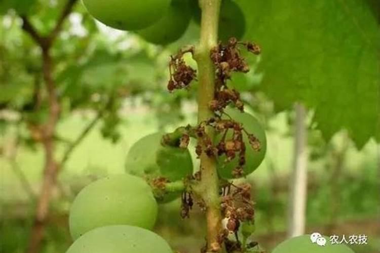 葡萄种植中应防哪些病虫害？