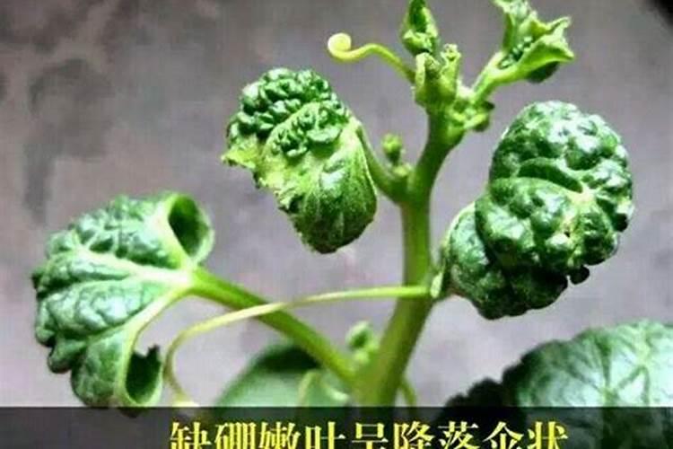 作物的缺硼会出现哪些症状？