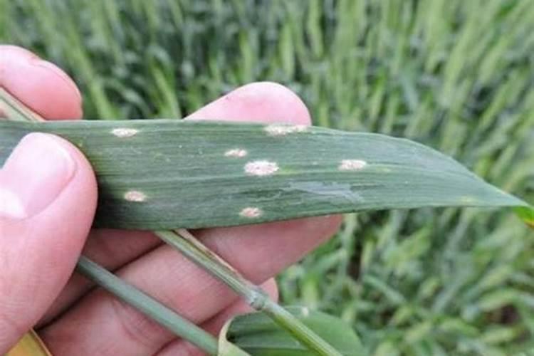 真菌性和细菌性病害通常分别用什么药？