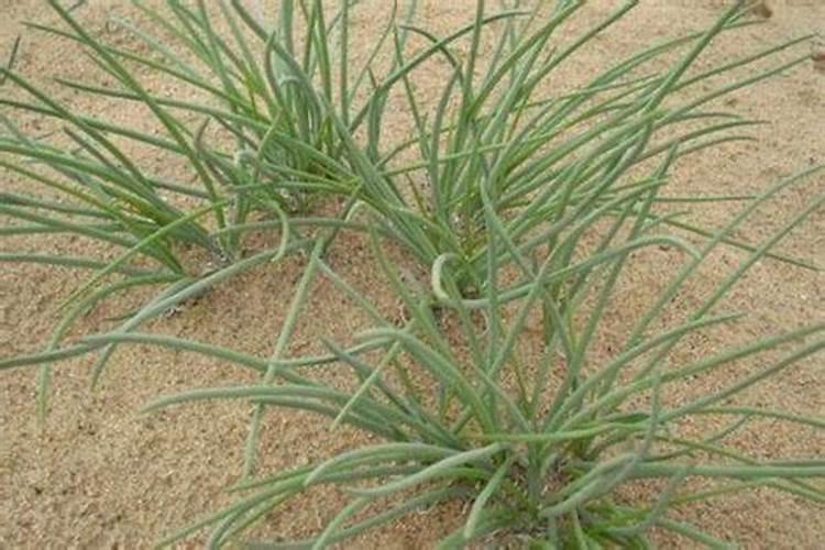 什么地适合种植沙葱，北方能种植沙葱吗？