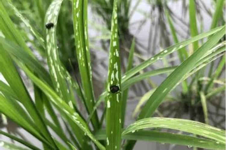 田野守护者：水稻负泥虫防治药剂的科学应用
