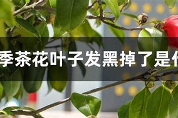 四季茶花叶子发黑掉了是什么原因？