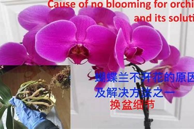 蝴蝶兰不开花是什么原因？