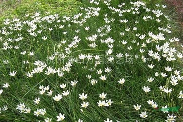 白花葱兰，白花葱兰的养殖方法和注意事项？