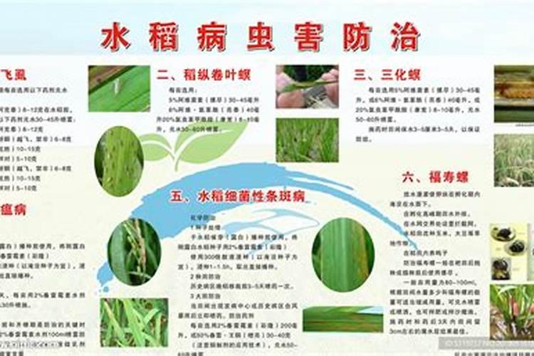 绿色田野的守护者：水稻病虫草害防治方法大全？