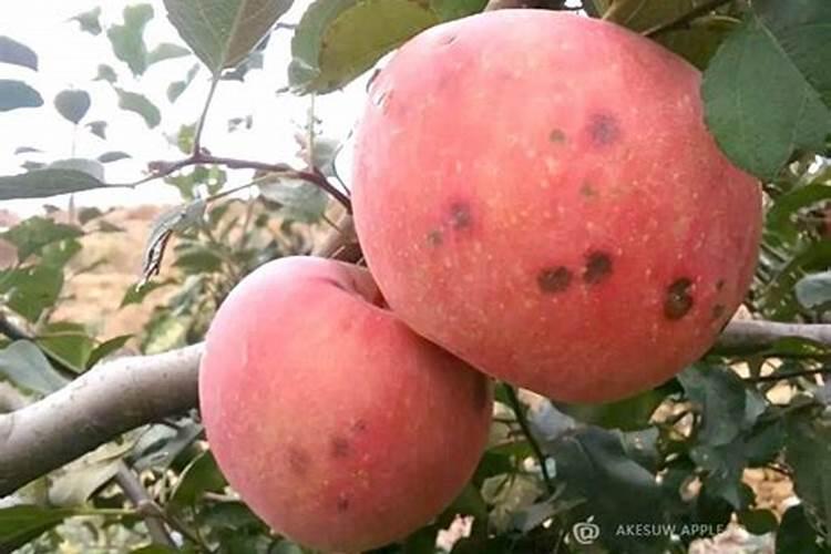 内膛和下裙苹果为何易患苦痘病？