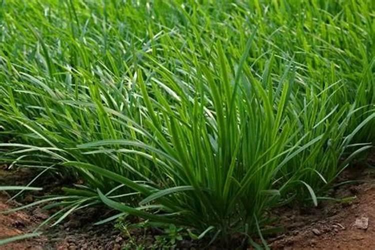 韭菜田间化学除草的方法？