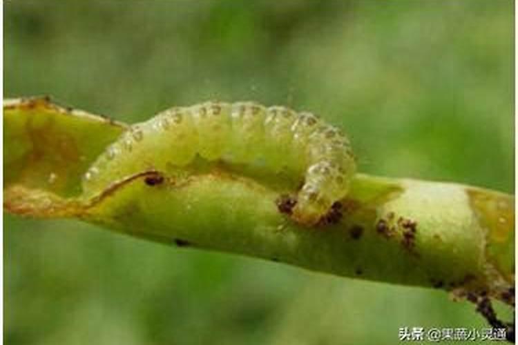 豆类花期豆野螟的防治措施