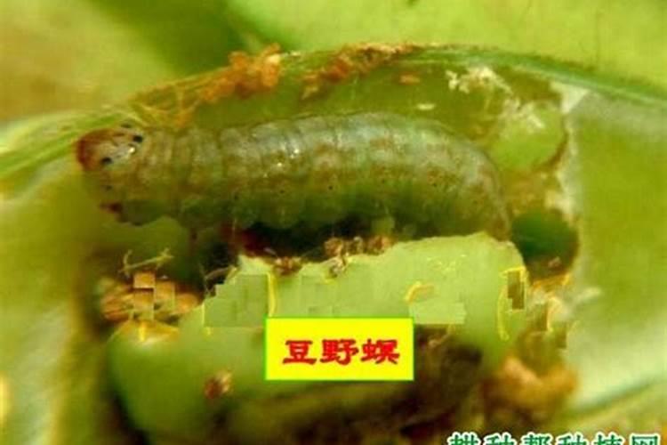 豆野螟防治