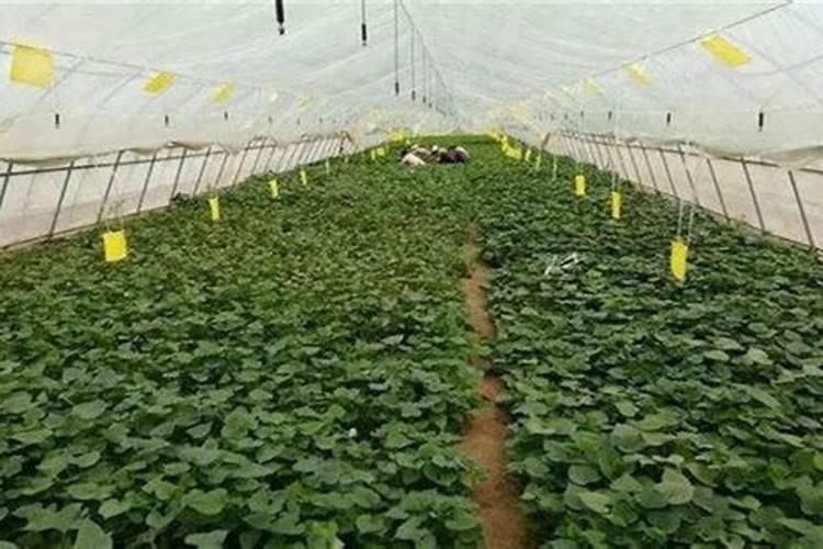 现在蔬菜蹲不住苗是什么原因？