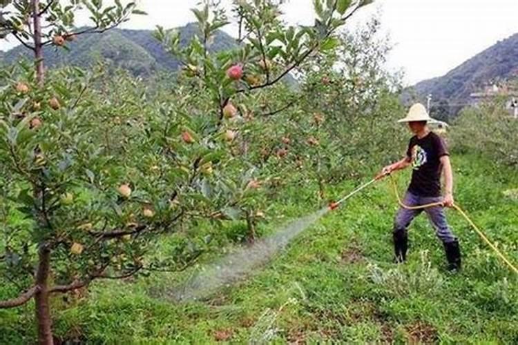 果树就近肥料施用的技术要领