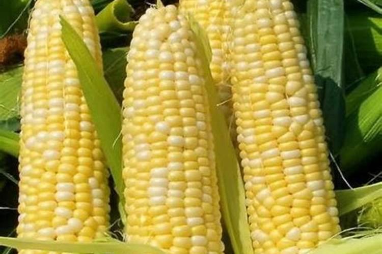 黑玉米高产种植技术技巧，黑玉米种植方法？