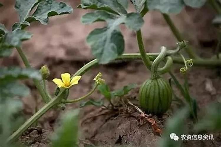 瓜蒌授粉率低怎么办？
