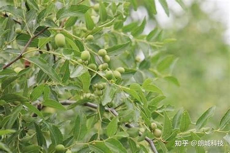 掌握酸枣栽培技巧，收获甘甜与健康