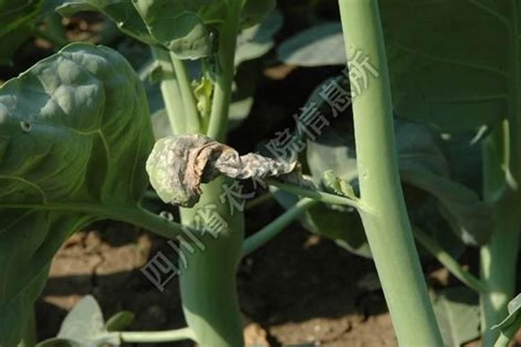 绿色守护：芥蓝菌核病的药剂防治策略解析