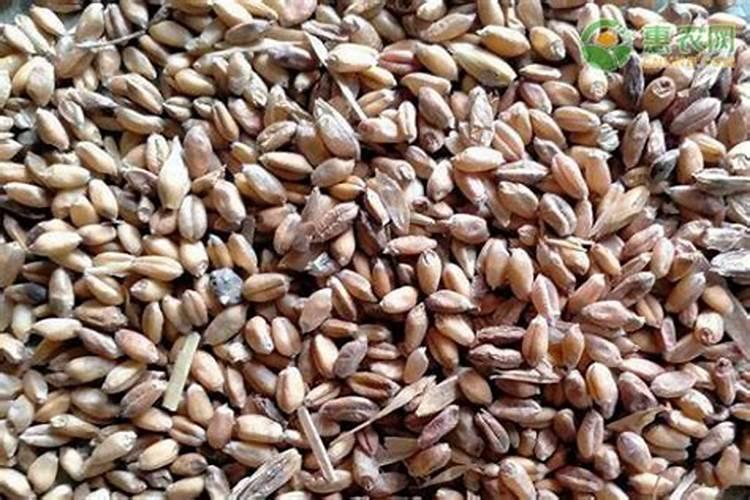 黄金种植手册：小麦药剂拌种的三大关键步骤