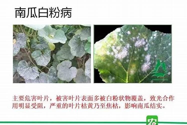 药剂防治莴苣白粉病的关键注意事项