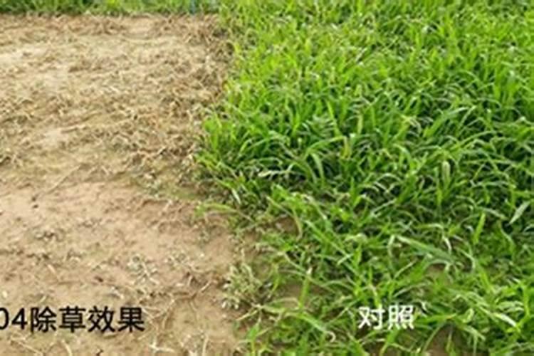 草甘膦防除芦苇无效的原因