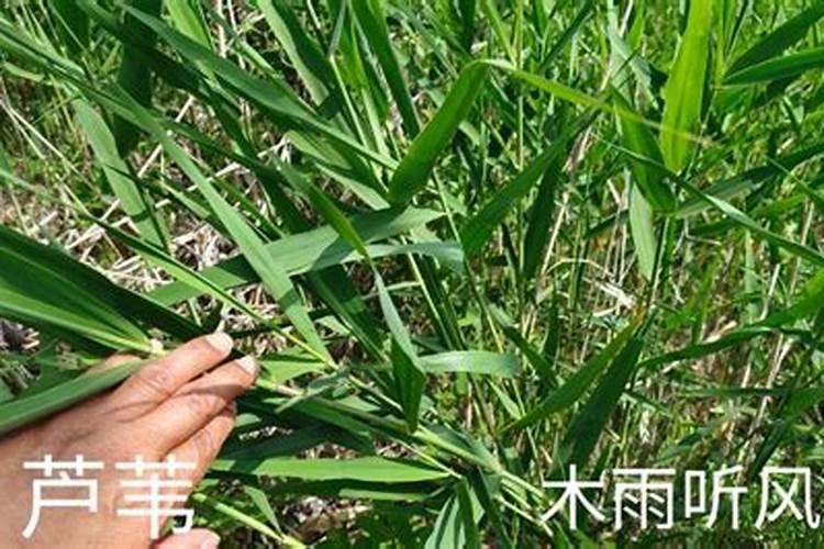 用什么除草剂可以治芦苇治芦苇的方法措施
