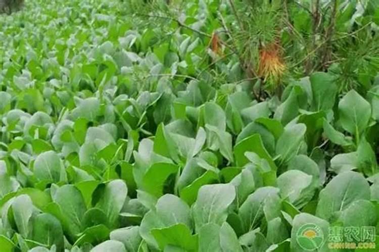 绿意盎然：油菜僵苗的诊断与防治策略