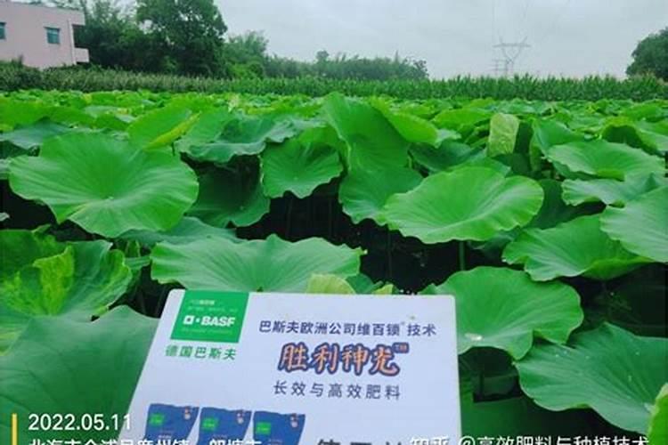 莲藕可用硝基复合肥吗怎么施肥？