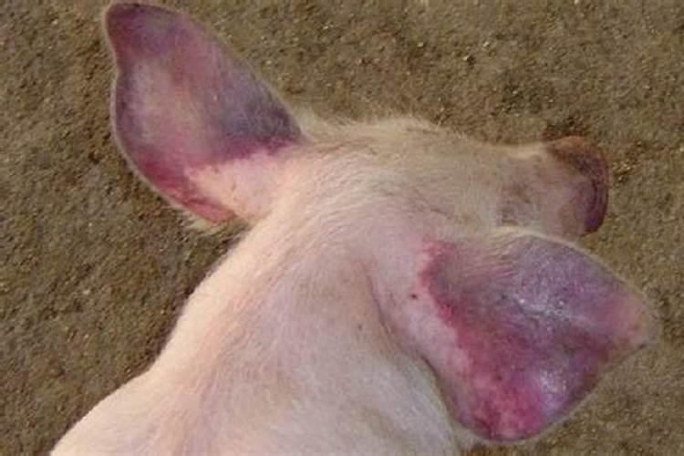 猪蓝耳病是什么病啊？