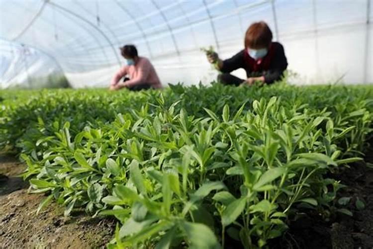 有关甜叶菊的栽培技术