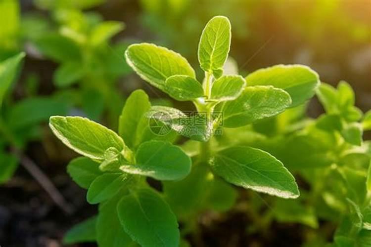 甜叶菊是什么植物(有关甜叶菊的资料介绍)