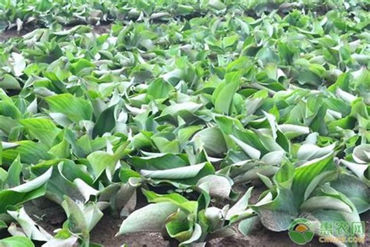 揭秘广东沙姜的种植之道：从土地选择到收获技巧