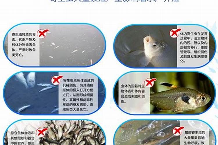 鱼塘撒敌百虫有什么害处